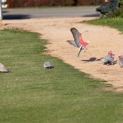 Eolophus roseicapilla (Galah) at Barmera, SA - 26 Oct 2022 by AlisonMilton