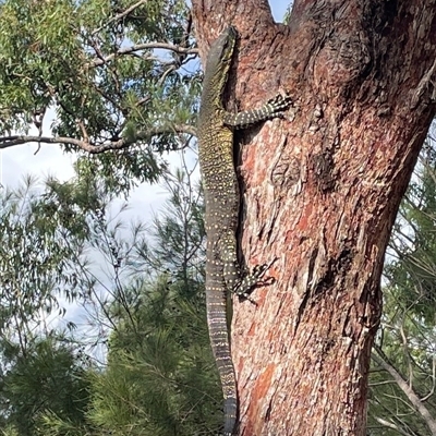 Varanus varius (Lace Monitor) at Glass House Mountains, QLD - 13 Jan 2025 by lbradley