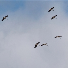 Threskiornis spinicollis (Straw-necked Ibis) at Kingston on Murray, SA - 27 Oct 2022 by AlisonMilton