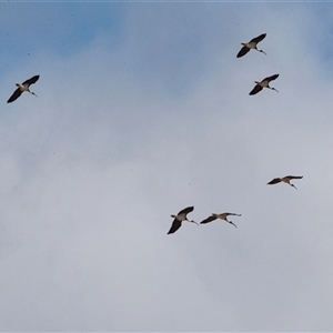 Threskiornis spinicollis (Straw-necked Ibis) at Kingston on Murray, SA by AlisonMilton