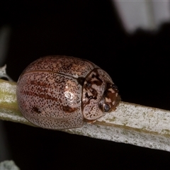 Paropsisterna m-fuscum (Eucalyptus Leaf Beetle) at Melba, ACT - 11 Jan 2025 by kasiaaus