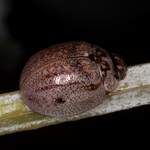 Paropsisterna m-fuscum at Melba, ACT - 11 Jan 2025