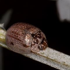 Paropsisterna m-fuscum at Melba, ACT - 11 Jan 2025