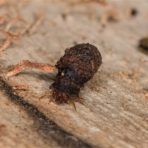 Cryptocephalinae (sub-family) (A case-bearing leaf beetle) at Melba, ACT by kasiaaus