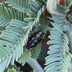 Melobasis sp. (genus) (Unidentified Melobasis jewel Beetle) at Bungendore, NSW - 13 Jan 2025 by clarehoneydove