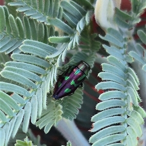 Melobasis sp. (genus) at Bungendore, NSW - suppressed