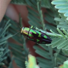 Melobasis sp. (genus) at Bungendore, NSW - suppressed