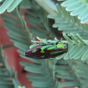 Melobasis sp. (genus) at Bungendore, NSW - suppressed