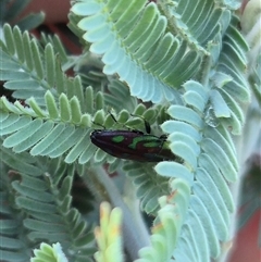 Melobasis sp. (genus) at Bungendore, NSW - suppressed