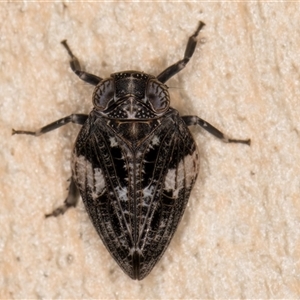 Chlamydopteryx sidnicus (Issid Planthopper) at Melba, ACT by kasiaaus