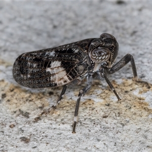 Chlamydopteryx sidnicus at Melba, ACT - 11 Jan 2025 11:30 AM