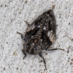 Chlamydopteryx sidnicus at Melba, ACT - 11 Jan 2025 11:30 AM