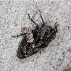 Chlamydopteryx sidnicus at Melba, ACT - 11 Jan 2025 11:30 AM