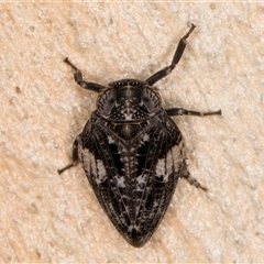 Chlamydopteryx sidnicus at Melba, ACT - 11 Jan 2025 11:30 AM