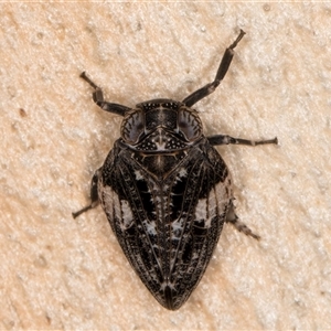 Chlamydopteryx sidnicus at Melba, ACT - 11 Jan 2025 11:30 AM