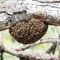 Apis mellifera (European honey bee) at Kingston on Murray, SA - 27 Oct 2022 by AlisonMilton