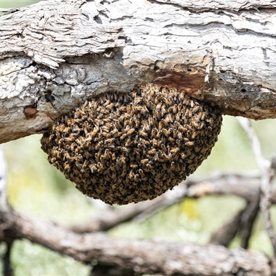 Apis mellifera at Kingston on Murray, SA - 27 Oct 2022 by AlisonMilton