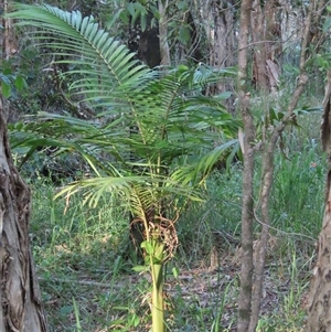 Archontophoenix cunninghamiana at Bongaree, QLD by lbradley