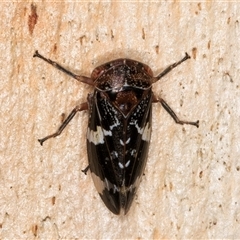 Eurymeloides punctata at Melba, ACT - 11 Jan 2025 by kasiaaus