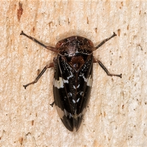 Eurymeloides punctata (Gumtree hopper) at Melba, ACT by kasiaaus