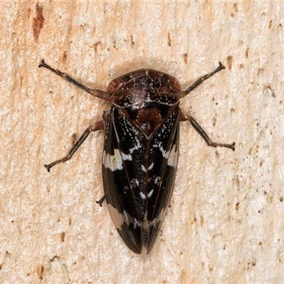 Eurymeloides punctata (Gumtree hopper) at Melba, ACT - 11 Jan 2025 by kasiaaus