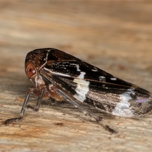 Eurymeloides punctata at Melba, ACT - 11 Jan 2025 11:31 AM