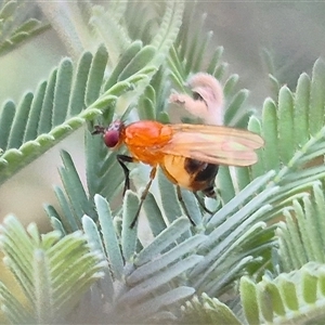 Sapromyza alboatra (Acalyptrate Fly) at Bungendore, NSW by clarehoneydove