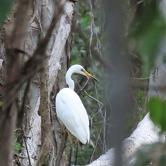 Ardea alba at Bongaree, QLD - 13 Jan 2025 by lbradley