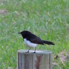 Rhipidura leucophrys (Willie Wagtail) at Bongaree, QLD - 13 Jan 2025 by lbradley