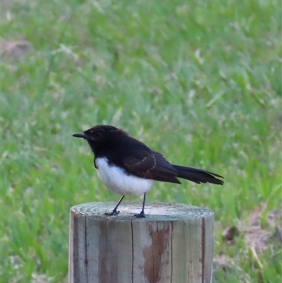 Rhipidura leucophrys (Willie Wagtail) at Bongaree, QLD - 13 Jan 2025 by lbradley