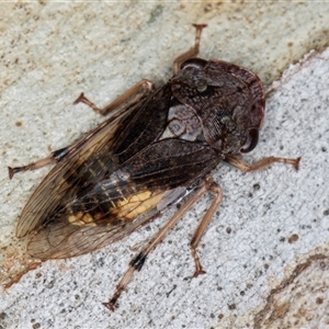 Stenocotis depressa (Leafhopper) at Melba, ACT by kasiaaus