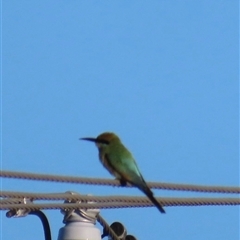 Merops ornatus at Bongaree, QLD - 13 Jan 2025 by lbradley