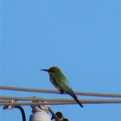 Merops ornatus (Rainbow Bee-eater) at Bongaree, QLD - 13 Jan 2025 by lbradley