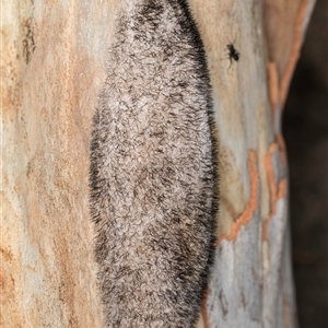 Chelepteryx collesi at Melba, ACT - 11 Jan 2025