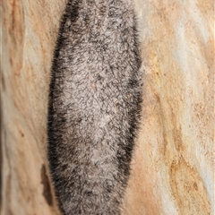 Chelepteryx collesi at Melba, ACT - 11 Jan 2025