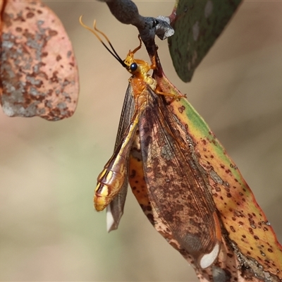 Nymphes myrmeleonoides (Blue eyes lacewing) at Wodonga, VIC - 12 Jan 2025 by KylieWaldon