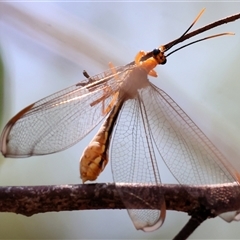 Nymphes myrmeleonoides at Wodonga, VIC - 12 Jan 2025 09:51 AM