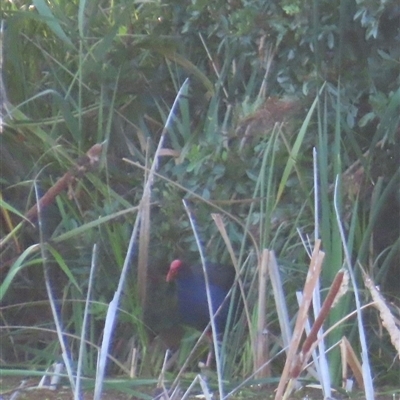 Porphyrio melanotus (Australasian Swamphen) at Bongaree, QLD - 13 Jan 2025 by lbradley