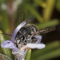 Pseudoanthidium (Immanthidium) repetitum (African carder bee) at Melba, ACT - 11 Jan 2025 by kasiaaus