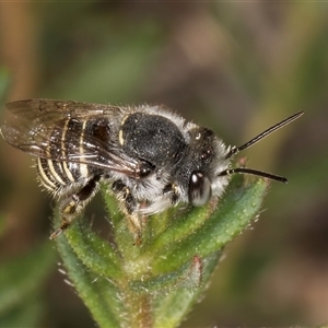 Pseudoanthidium (Immanthidium) repetitum at Melba, ACT - 11 Jan 2025 11:42 AM