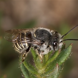 Pseudoanthidium (Immanthidium) repetitum at Melba, ACT - 11 Jan 2025 11:42 AM