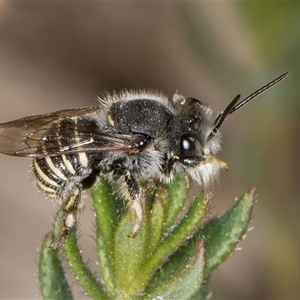 Pseudoanthidium (Immanthidium) repetitum at Melba, ACT - 11 Jan 2025 11:42 AM