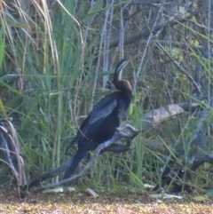 Anhinga novaehollandiae (Australasian Darter) at Bongaree, QLD - 13 Jan 2025 by lbradley