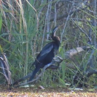 Anhinga novaehollandiae (Australasian Darter) at Bongaree, QLD - 13 Jan 2025 by lbradley