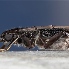 Phoracantha semipunctata at Melba, ACT - 11 Jan 2025 by kasiaaus