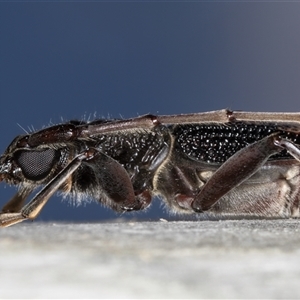 Phoracantha semipunctata (Common Eucalypt Longicorn) at Melba, ACT by kasiaaus