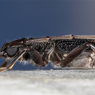 Phoracantha semipunctata (Common Eucalypt Longicorn) at Melba, ACT - 11 Jan 2025 by kasiaaus