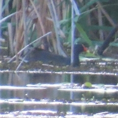 Gallinula tenebrosa (Dusky Moorhen) at Bongaree, QLD - 13 Jan 2025 by lbradley