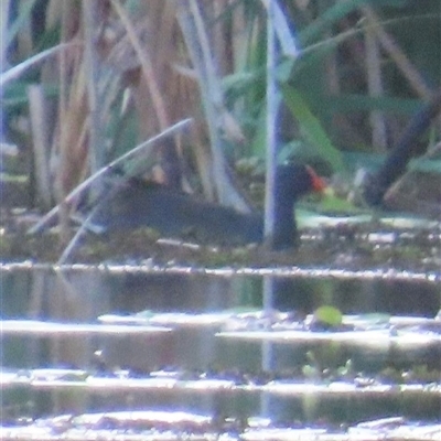 Gallinula tenebrosa at Bongaree, QLD - 13 Jan 2025 by lbradley