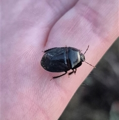 Adrisa sp. (genus) (Burrowing Bug) at Bungendore, NSW - 13 Jan 2025 by clarehoneydove